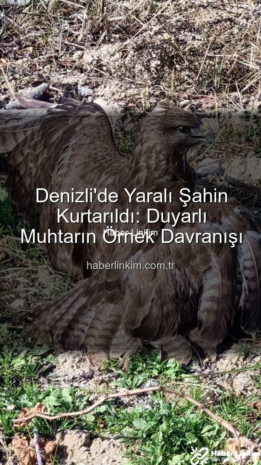 Denizli'de yaralı şahin - Denizli'de Yaralı Şahin Kurtarıldı: Duyarlı Muhtarın Örnek Davranışı