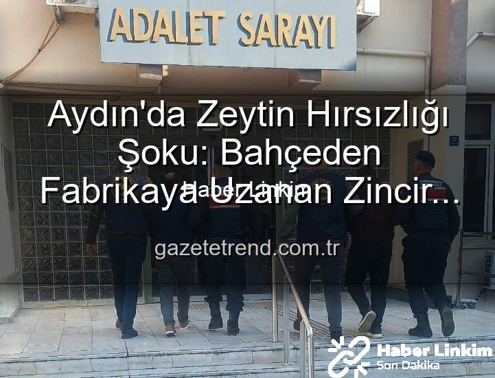 zeytin hırsızlığı - Aydın'da Zeytin Hırsızlığı Şoku: Bahçeden Çalınan Ürünler Fabrikada Ele Geçirildi, 2 Şüpheli Yakalandı