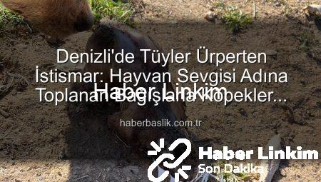 Denizli’de Yürek Burkan İstismar: Sözde Barınakta Köpekler Açlıktan Birbirini Yedi, Bağışlar Çöpe Mi Gitti?