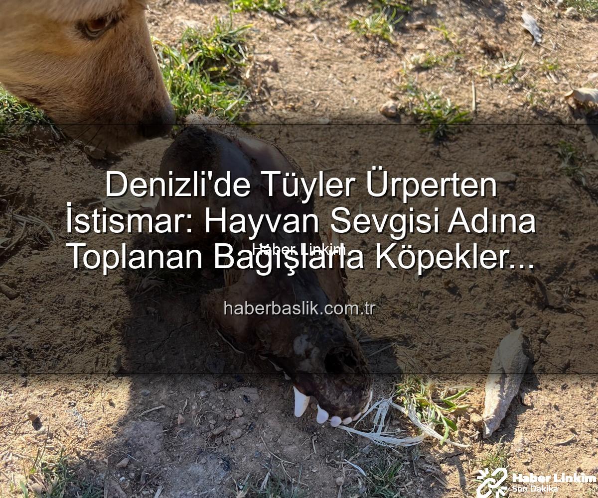 hayvan istismarı - Denizli'de Yürek Burkan İstismar: Sözde Barınakta Köpekler Açlıktan Birbirini Yedi, Bağışlar Çöpe Mi Gitti?