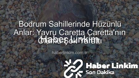Bodrum Sahillerinde Hüzünlü Anlar: Yavru Caretta Caretta’nın Ölümü Şok Yarattı