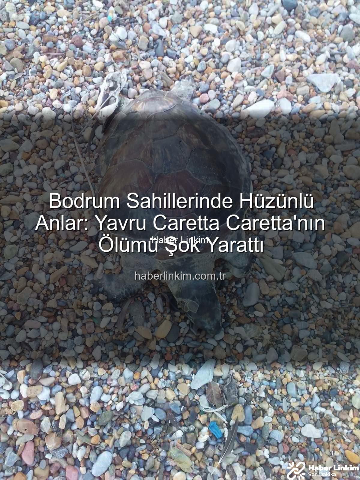 yavru caretta caretta - Bodrum Sahillerinde Hüzünlü Anlar: Yavru Caretta Caretta'nın Ölümü Şok Yarattı