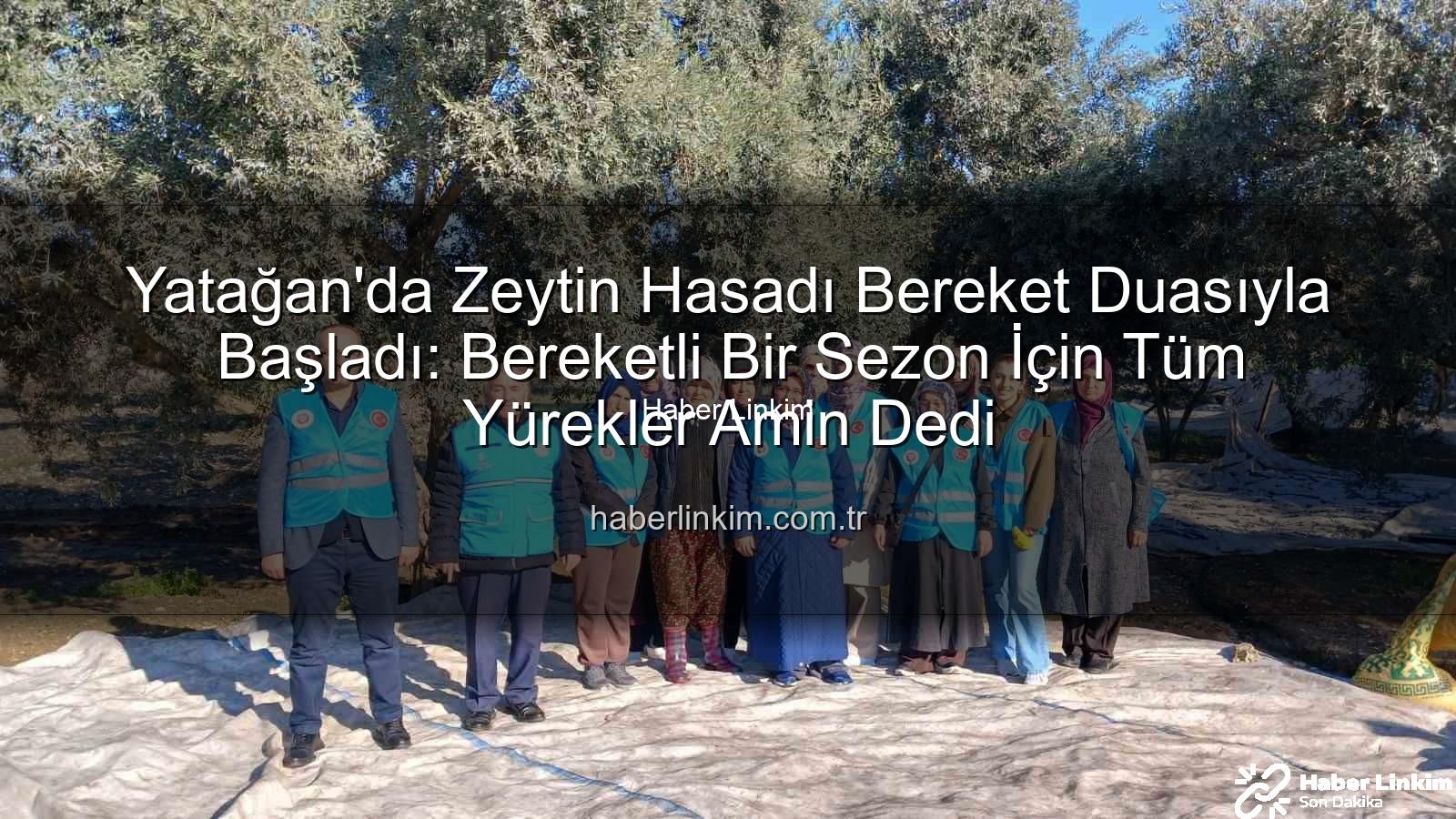 Yatağan zeytin hasadı - Yatağan'da Zeytin Hasadı Bereket Duasıyla Başladı: Bereketli Bir Sezon İçin Tüm Yürekler Amin Dedi