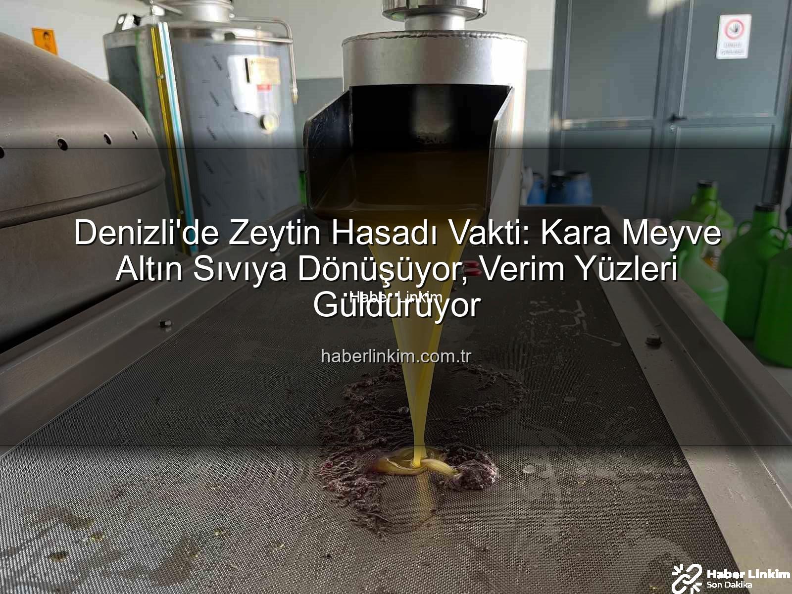Denizli'de Zeytin Hasadı Vakti: Kara Meyve Altın Sıvıya Dönüşüyor, Verim Yüzleri Güldürüyor