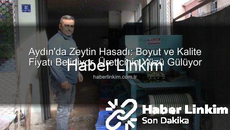 Aydın’da Zeytin Hasadı: Boyut ve Kalite Fiyatı Belirliyor, Üreticinin Yüzü Gülüyor