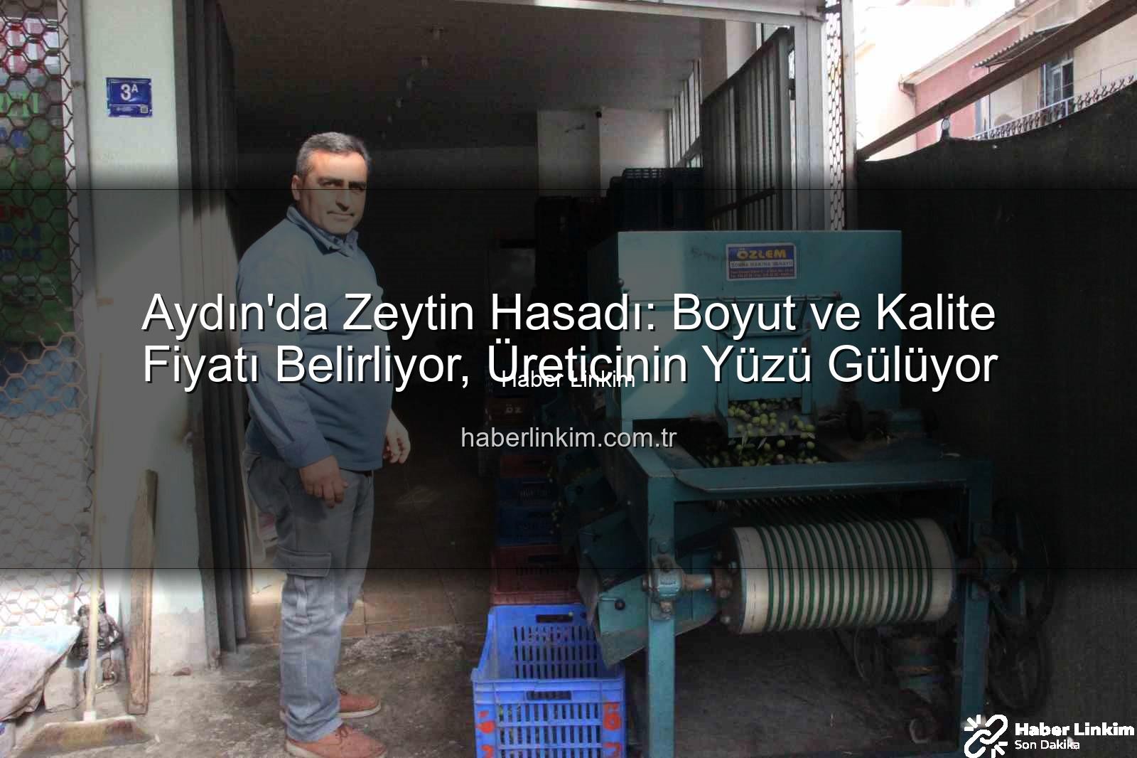 Aydın zeytin hasadı - Aydın'da Zeytin Hasadı: Boyut ve Kalite Fiyatı Belirliyor, Üreticinin Yüzü Gülüyor