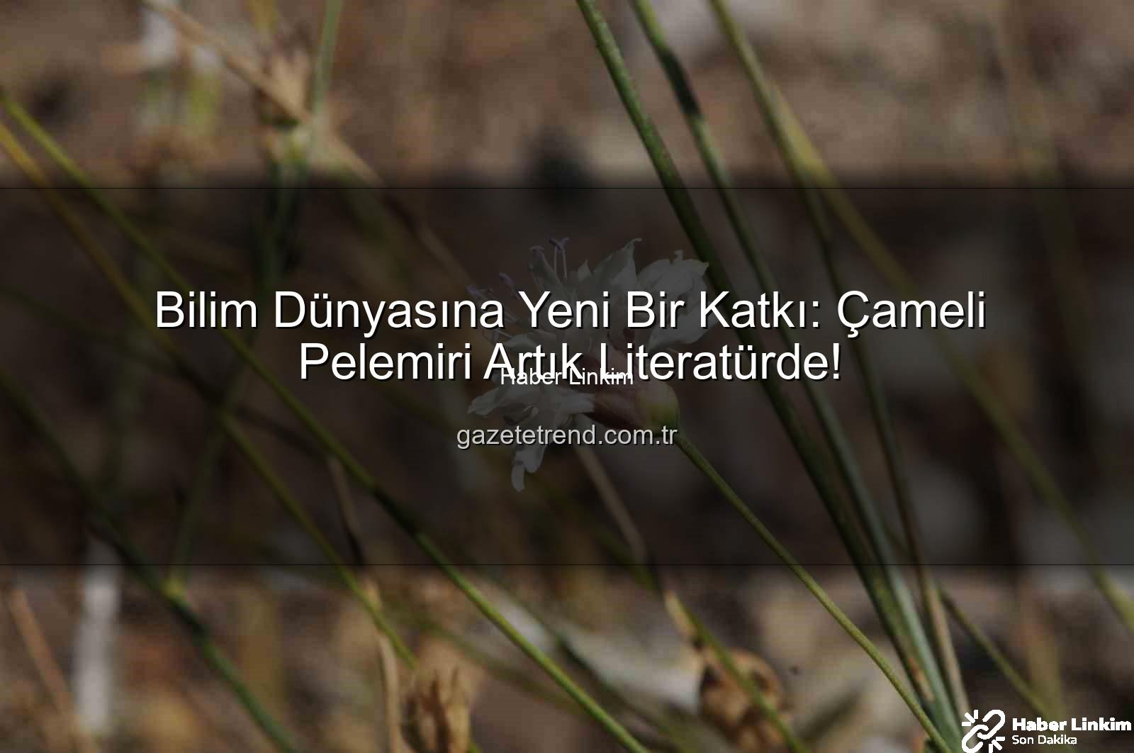 Çameli pelemiri - Denizli'nin Saklı Hazinesi: 'Çameli Pelemiri' Bilim Dünyasına Kazandırıldı