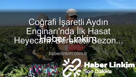 Coğrafi İşaretli Aydın Enginarı’nda İlk Hasat Heyecanı: Bereketli Sezon Başladı