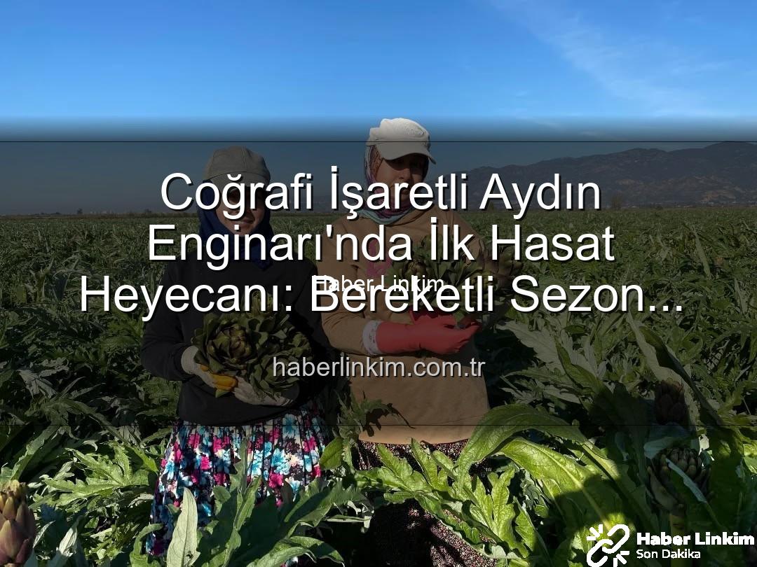 Aydın Enginarı - Coğrafi İşaretli Aydın Enginarı'nda İlk Hasat Heyecanı: Bereketli Sezon Başladı