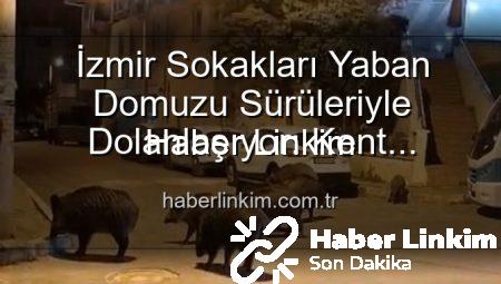 İzmir Sokakları Yaban Domuzu Sürüleriyle Dolanlaşıyor: Kent Sakinleri Tedirgin, Yetkililere Çağrı Var!