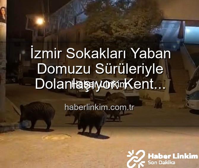 yaban domuzu - İzmir Sokakları Yaban Domuzu Sürüleriyle Dolanlaşıyor: Kent Sakinleri Tedirgin, Yetkililere Çağrı Var!